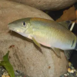Jaguar Loach, photo 3