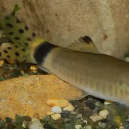 Jaguar Loach, photo 4