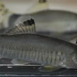 Jaguar Loach, photo 5