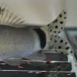Jaguar Loach, photo 6