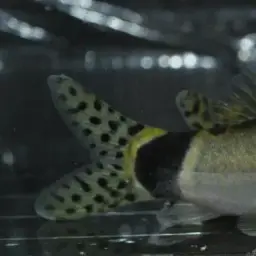 Jaguar Loach, photo 7