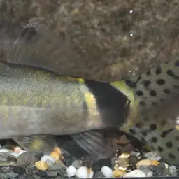 Jaguar Loach, photo 8