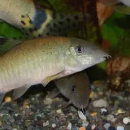 Jaguar Loach, photo 9