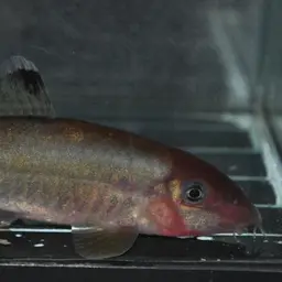 Jaguar Loach, photo 10