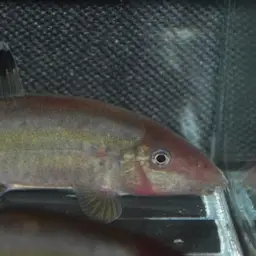 Jaguar Loach, photo 12
