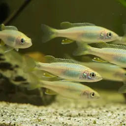 Yellow Sand Cichlid, photo 10