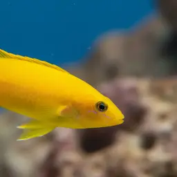 Yellow Coris Wrasse, photo 12