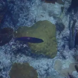 Yellowhead Wrasse, photo 1