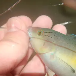 Yellowhead Wrasse, photo 2