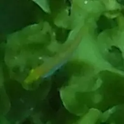 Yellowhead Wrasse, photo 3