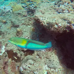 Yellowhead Wrasse, photo 4