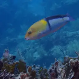 Yellowhead Wrasse, photo 5