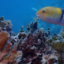 Yellowhead Wrasse, photo 6