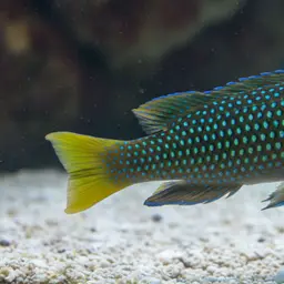 Clown wrasse, photo 10