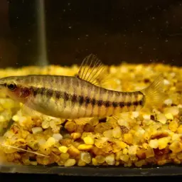 Hovering Zebra Loach, photo 2