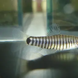 Hovering Zebra Loach, photo 3