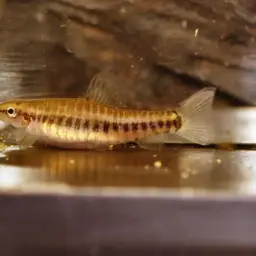 Hovering Zebra Loach, photo 4
