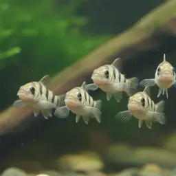 Hovering Zebra Loach, photo 1
