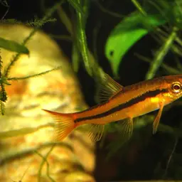 Rosy Loach, photo 1