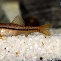 Rosy Loach, photo 2
