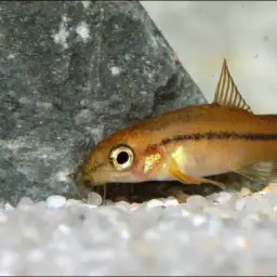 Rosy Loach, photo 3