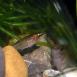 Rosy Loach, photo 4