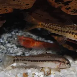 Rosy Loach, photo 5