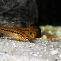 Rosy Loach, photo 6