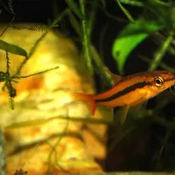 Rosy Loach, photo 7
