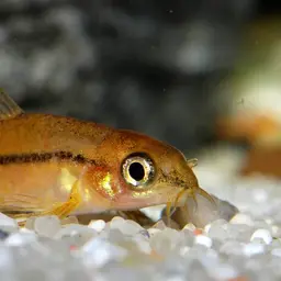 Rosy Loach, photo 8