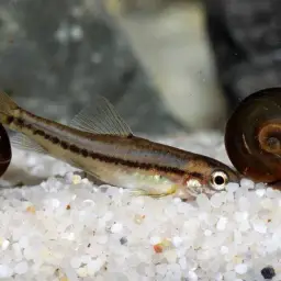 Rosy Loach, photo 9