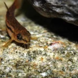 Rosy Loach, photo 10