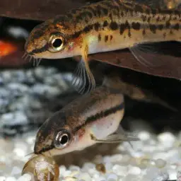 Rosy Loach, photo 11