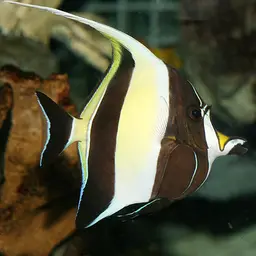 Moorish Idol, photo 1