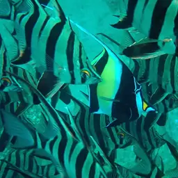 Moorish Idol, photo 2