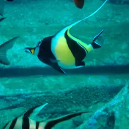 Moorish Idol, photo 3
