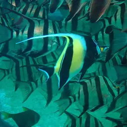 Moorish Idol, photo 4