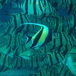Moorish Idol, photo 5