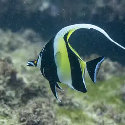 Moorish Idol, photo 6