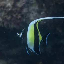 Moorish Idol, photo 7