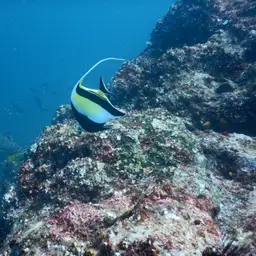 Moorish Idol, photo 9