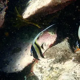 Moorish Idol, photo 11