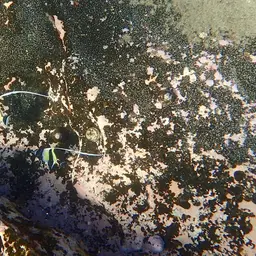Moorish Idol, photo 12