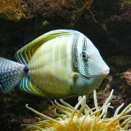 Desjardin's Sailfin Tang