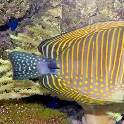Desjardin's Sailfin Tang, photo 2