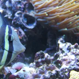 Desjardin's Sailfin Tang, photo 3