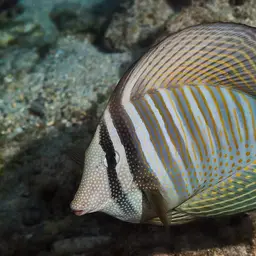 Desjardin's Sailfin Tang, photo 4