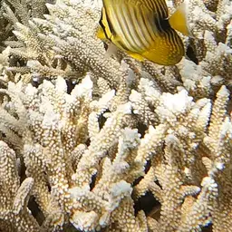Desjardin's Sailfin Tang, photo 5