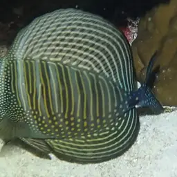 Desjardin's Sailfin Tang, photo 6