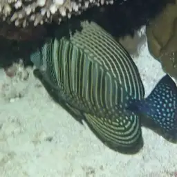Desjardin's Sailfin Tang, photo 7